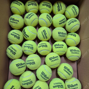 테니스공 윌슨트레인