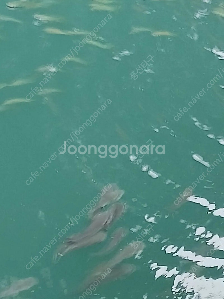 네이버페이 5천원팝니다--0