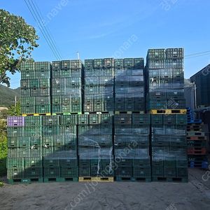 배추및 과일 콘티 판매
