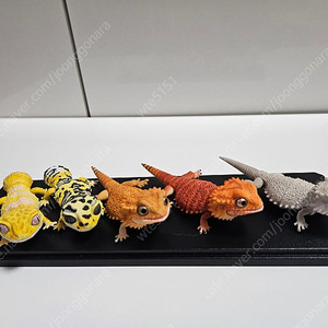 생물대도감 렙티4탄 비어디드래곤 레오파드 게코 판매