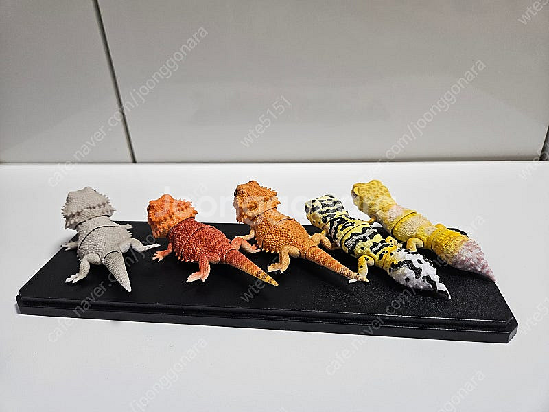 생물대도감 렙티4탄 비어디드래곤 레오파드 게코 판매--1