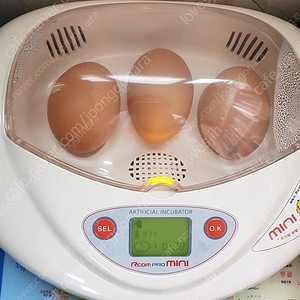부화기, 병아리, 육추기, 부화관련 용품 다 포함(병아리 부화체험)
