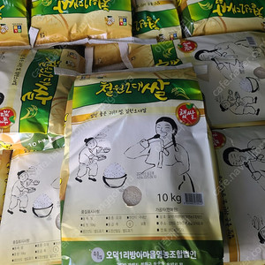 철원 오대쌀 10kg 팝니다 택배가능해요