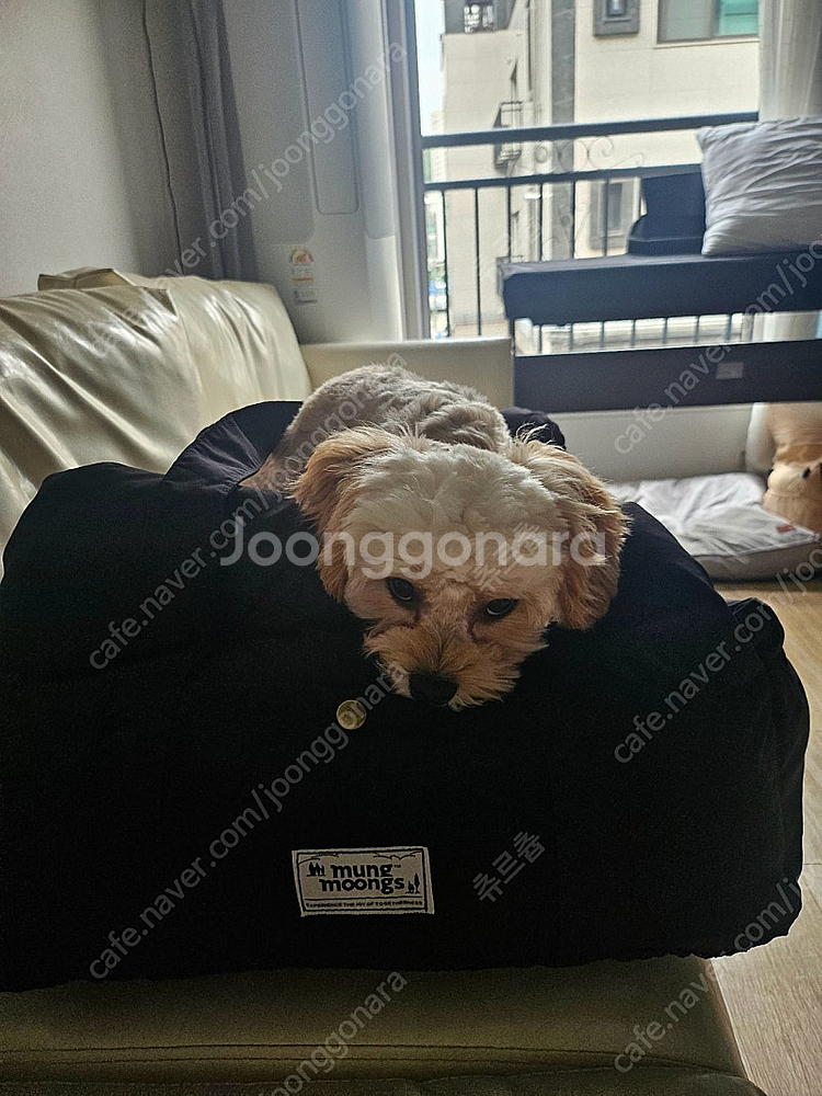 강아지 카시트 멍뭉스--8
