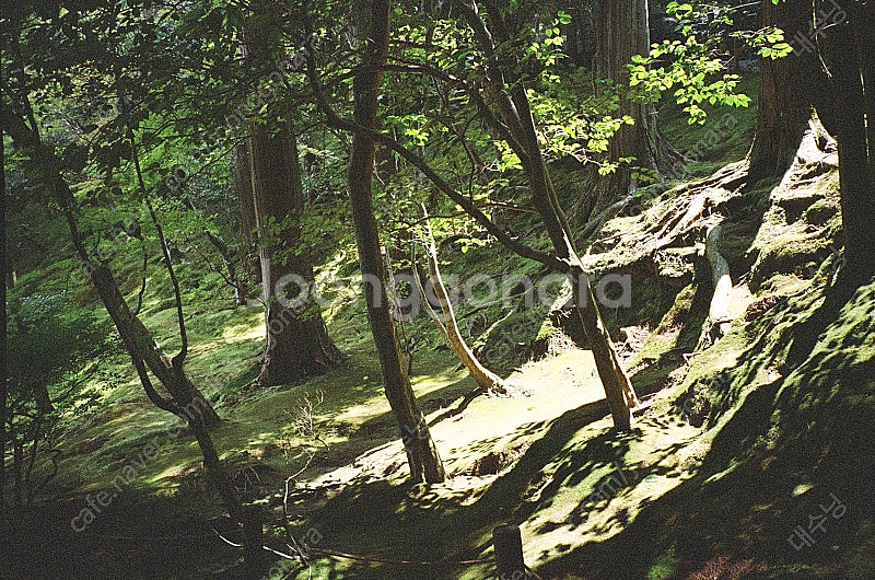 야시카 t3 쿄세라 교세라t3 자동필카 판매--6