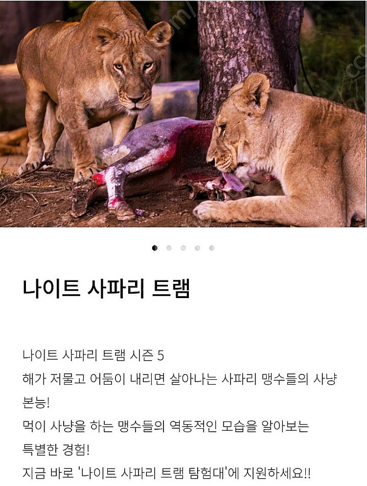 에버랜드 나이트사파리 , 발레파킹 팝니다--0