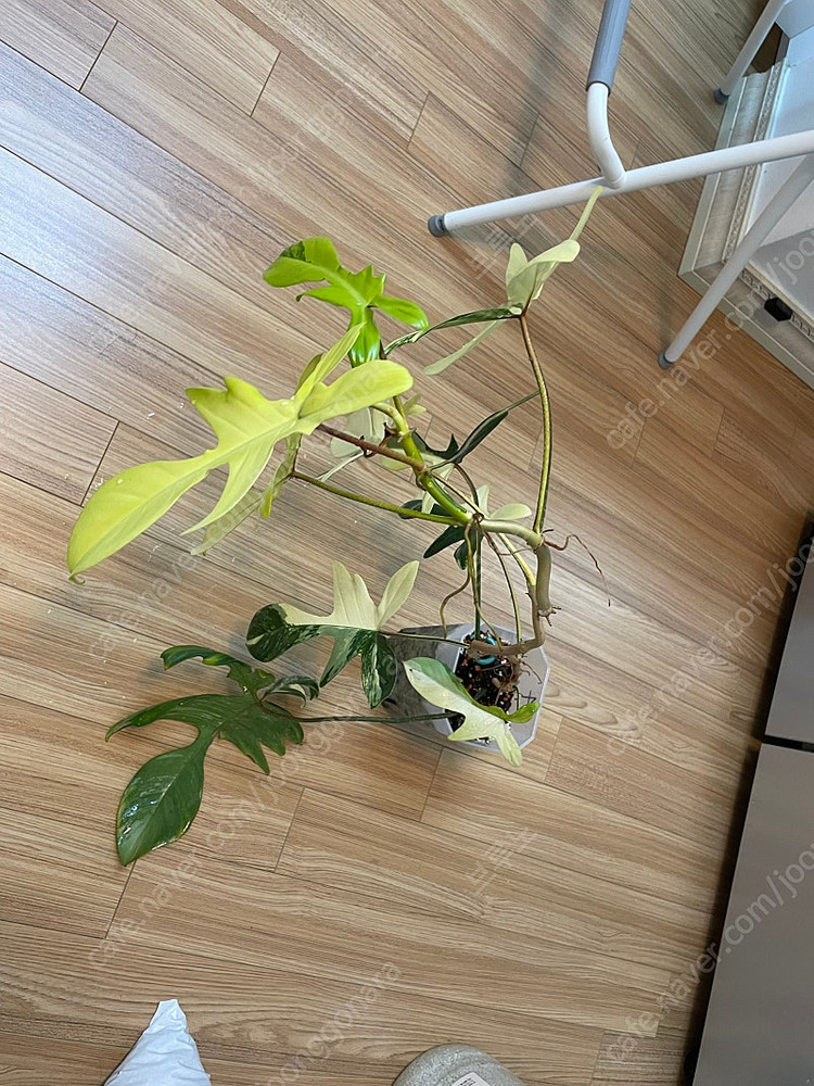 플로리다뷰티 바리에가타(4번) 이미지