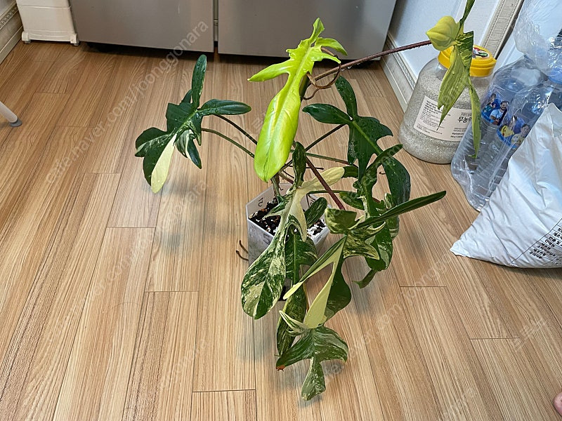 플로리다뷰티 바리에가타 (5번) 이미지