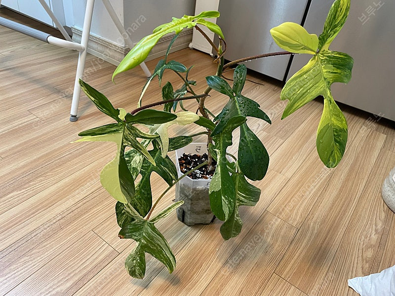 플로리다뷰티 바리에가타 (5번) 이미지