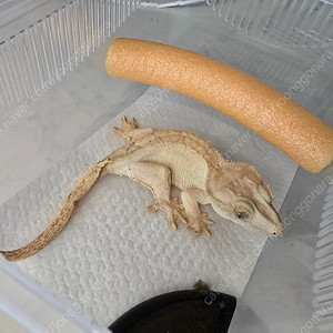 크레스티드 게코 / 옐로우(도마뱀)
