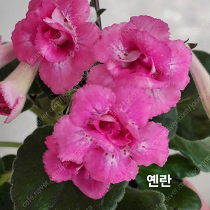 옌란 포함 미니신닌기아 4종 일괄분양 합니다
