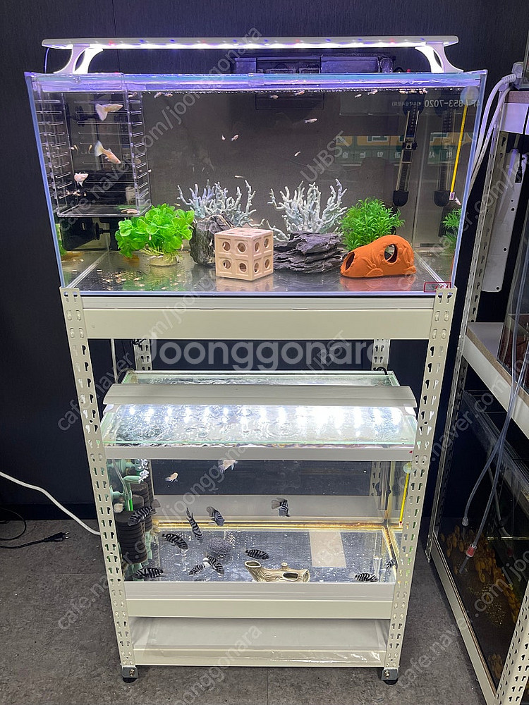 (경기 북부) 구피 키우기 SGA 2자 중폭, 프리미엄 2자 슬림 수조 6T 축양장 어항 조명 세트 S급 판매--0