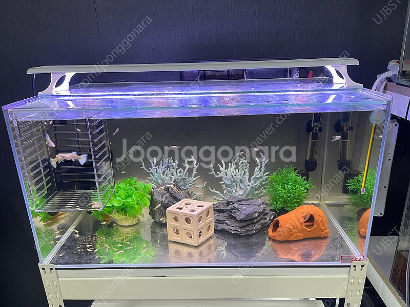 (경기 북부) 구피 키우기 SGA 2자 중폭, 프리미엄 2자 슬림 수조 6T 축양장 어항 조명 세트 S급 판매--1