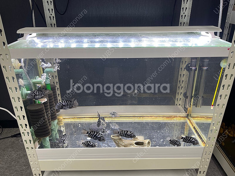 (경기 북부) 구피 키우기 SGA 2자 중폭, 프리미엄 2자 슬림 수조 6T 축양장 어항 조명 세트 S급 판매--2