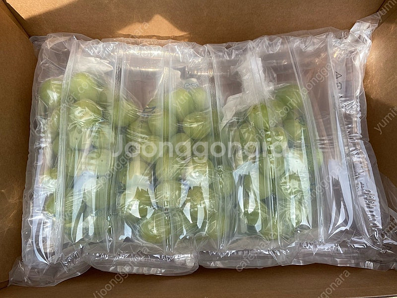 [농장 직배송] 직접 농사지은 대부도 샤인머스켓--3