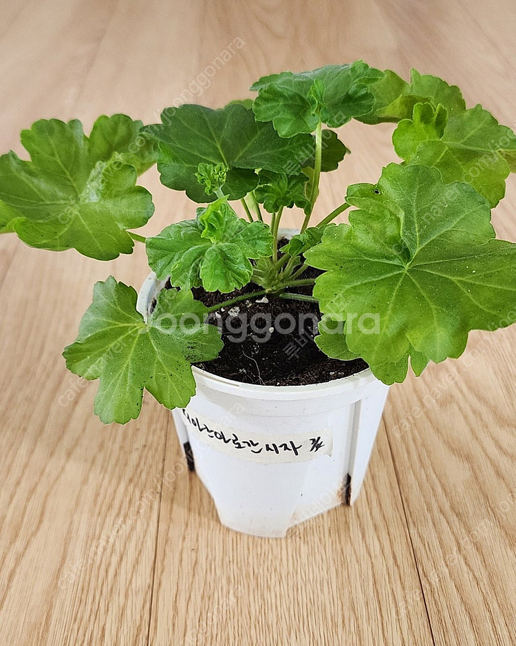 제라늄--0