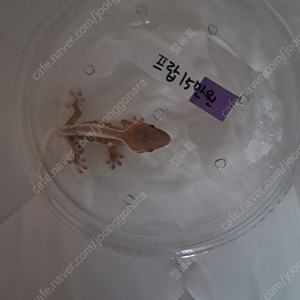 집,용품,은신처,도마뱀,사료 일괄