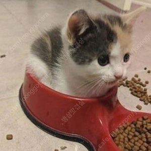 스사노오몬 합피 (미개봉) 알포스브이드라몬 (미개봉) 판재