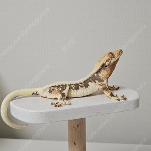 크네스티게코도마뱀