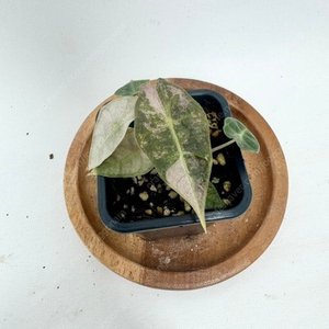 알로카시아 산데리아나 불 화이트 바리에가타