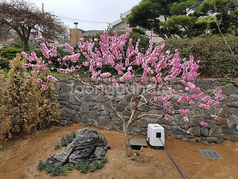 남경화 (조경수)--0