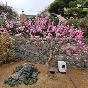 남경화 (조경수)