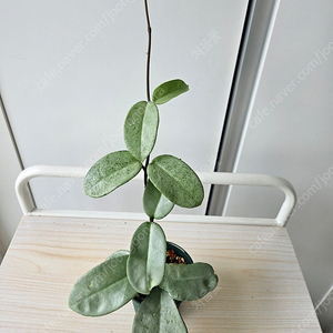 호야 노바고스트