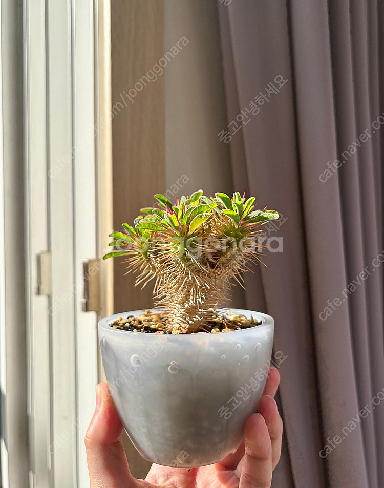Euphorbia guillauminiana 귈라우미니아나 (코덱스, 아프리카 식물)--0