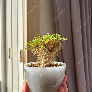 Euphorbia guillauminiana 귈라우미니아나 (코덱스, 아프리카 식물)