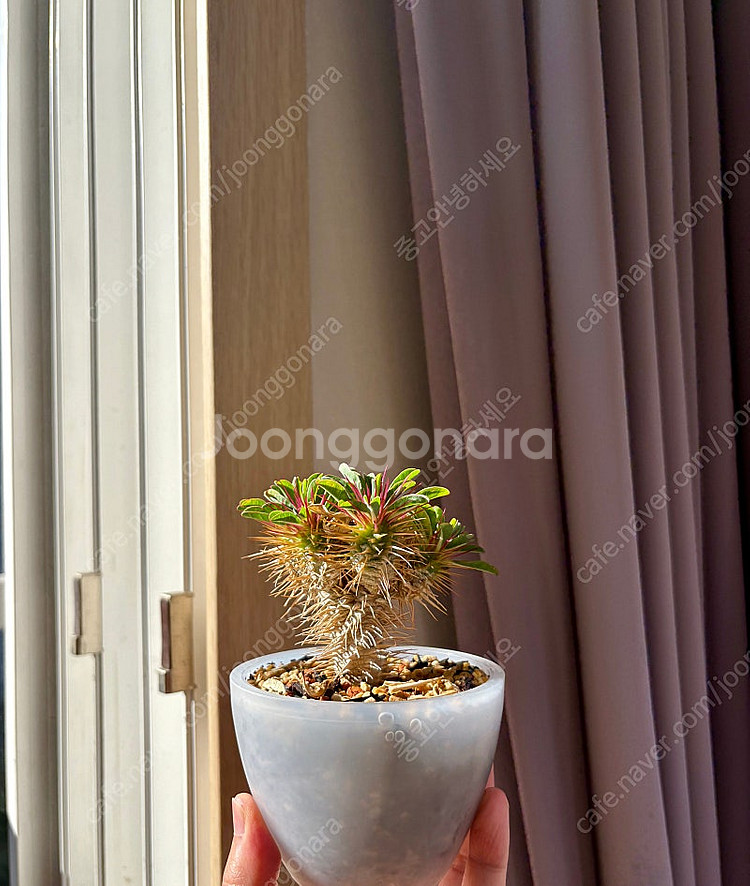 Euphorbia guillauminiana 귈라우미니아나 (코덱스, 아프리카 식물)--1