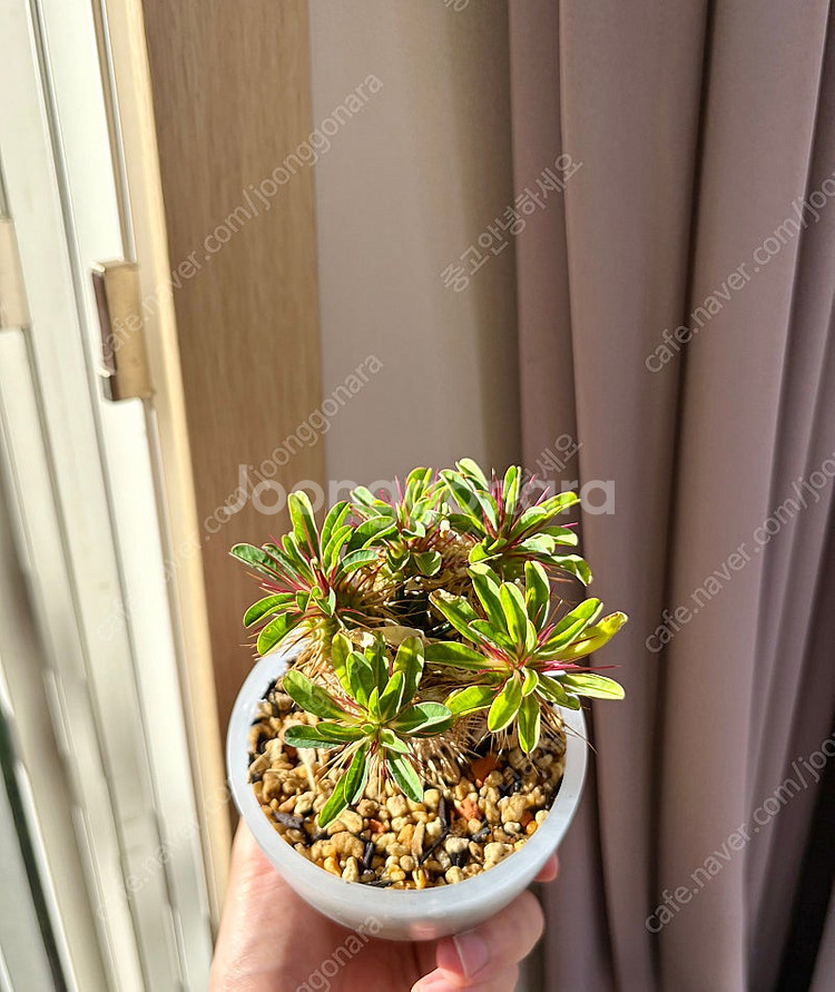 Euphorbia guillauminiana 귈라우미니아나 (코덱스, 아프리카 식물)--2