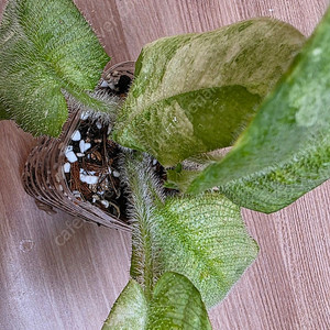 스키스마토글로티스 크리니티스시마 바리에가타 schismatoglottis crinitissima variegata (안스리움 X)