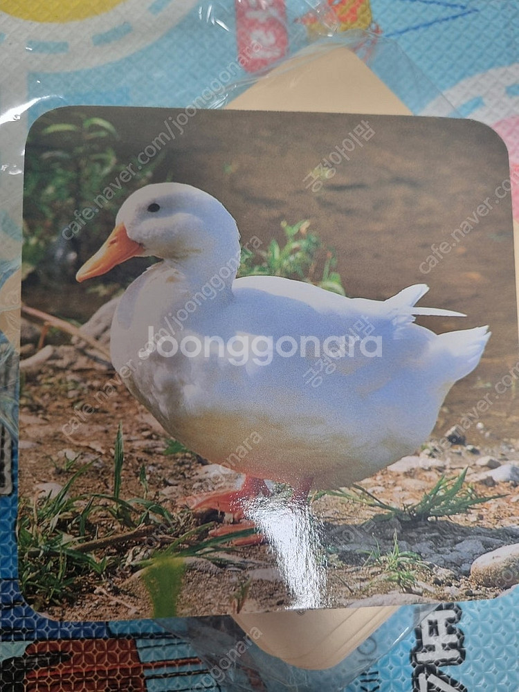 웅진주니어 곰돌이카드 자연 한글 한자 영어 숫자 카드--4