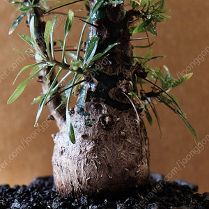 Fouquieria purpusii 펄푸시 / 그락 그락실리우스 아프리카식물 코덱스 caudex