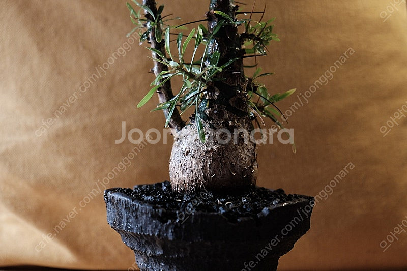 Fouquieria purpusii 펄푸시 / 그락 그...--1