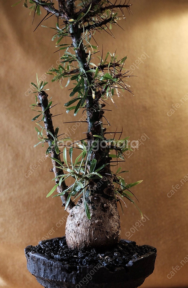 Fouquieria purpusii 펄푸시 / 그락 그...--2