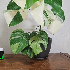민트몬스테라 대품