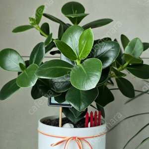 크루시아 화분
