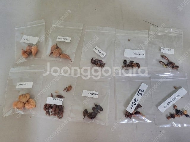 사랑초 10종 1만 4세트 종류 다름 (제라늄x)--1