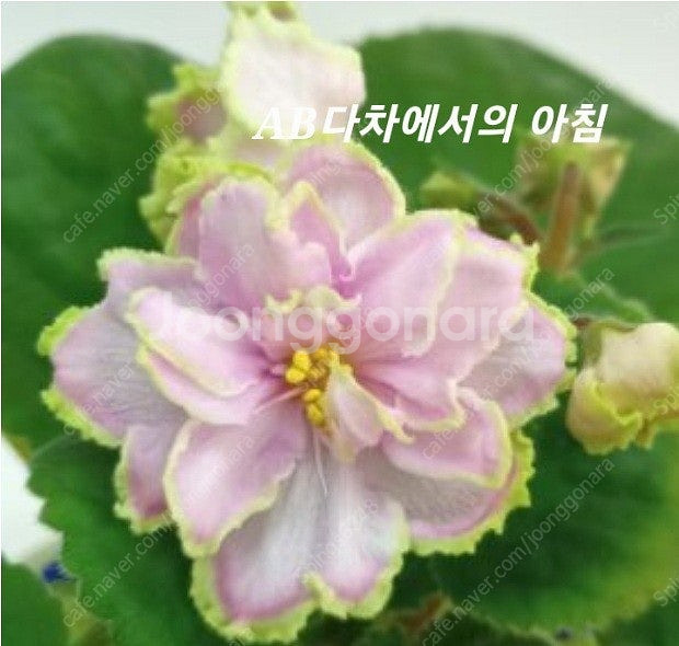 러시아바이올렛 9종세트 (제라늄 x)--3