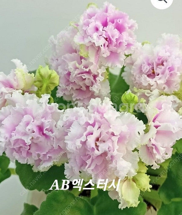 러시아바이올렛 9종세트 (제라늄 x)--4