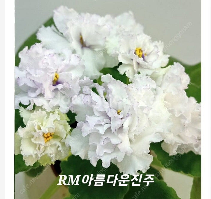 러시아바이올렛 9종세트 (제라늄 x)--5