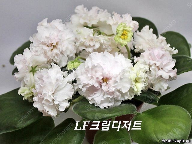 러시아바이올렛 9종세트 (제라늄 x)--8
