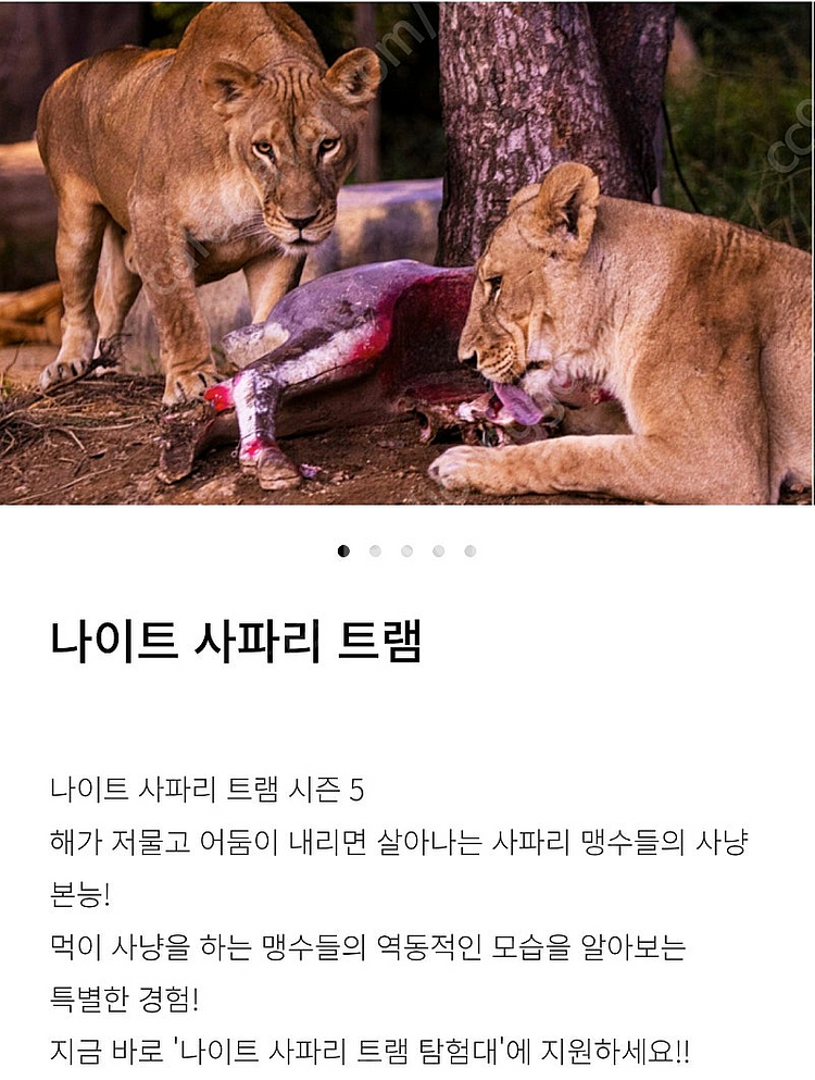 에버랜드 나이트사파리 , 발레파킹 팝니다--0