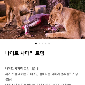 에버랜드 나이트사파리 , 발레파킹 팝니다