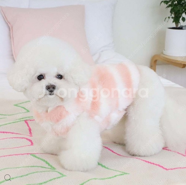 에덴숑 후디 퍼 베스트, 아베크 케이프코트 강아지옷 새상품--1