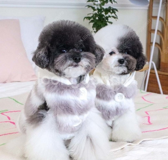 에덴숑 후디 퍼 베스트, 아베크 케이프코트 강아지옷 새상품--0