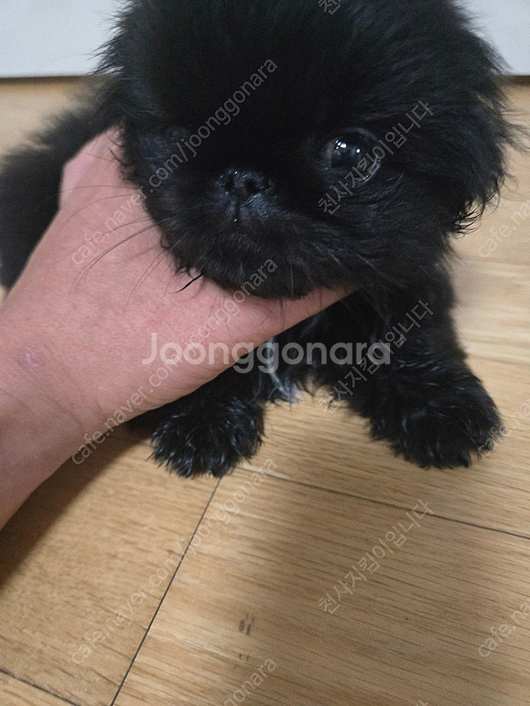페키니즈분양 블랙 남아 2차접종완 2개월--1