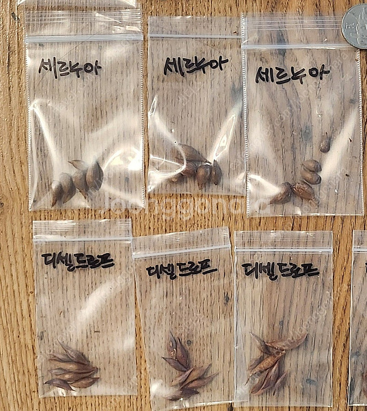 세르누아, 디셀드로프 사랑초 구근--2