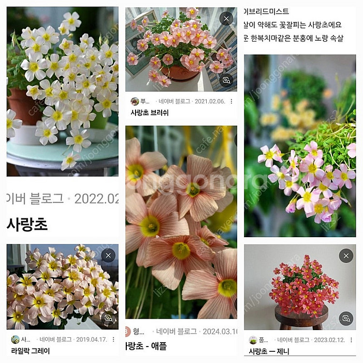 옵투사 겨울 사랑초 17종--3